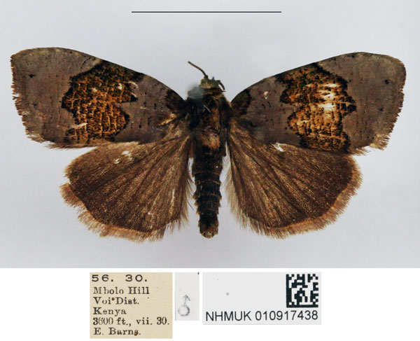 /filer/webapps/moths/media/images/S/subolivacea_Acripia_AM_NHMUK.jpg