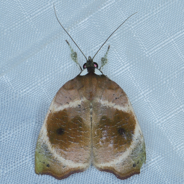 /filer/webapps/moths/media/images/S/subolivacea_Acripia_A_Heyns_01.JPG