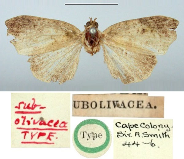 /filer/webapps/moths/media/images/S/subolivacea_Acripia_HT_BMNH.jpg