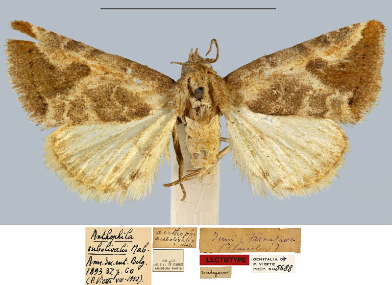 /filer/webapps/moths/media/images/S/subolivalis_Anthophila_LT_MNHN.jpg