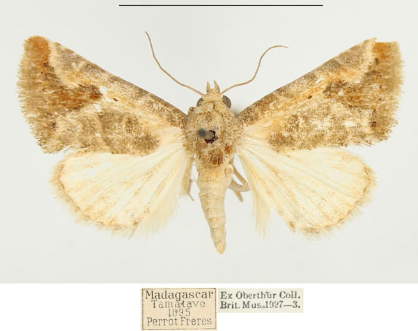 /filer/webapps/moths/media/images/S/subolivalis_Eublemma_AM_BMNH.jpg