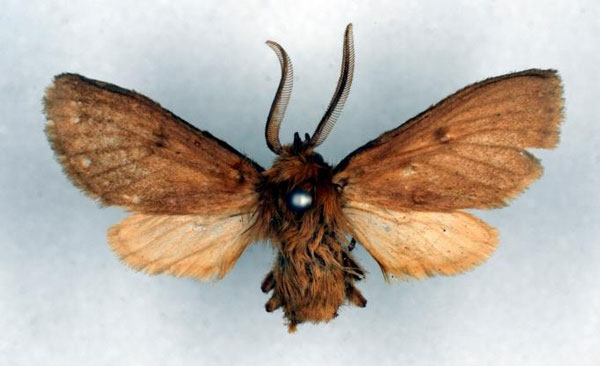 /filer/webapps/moths/media/images/S/subpallens_Metarctia_HT_RMCA_01.jpg