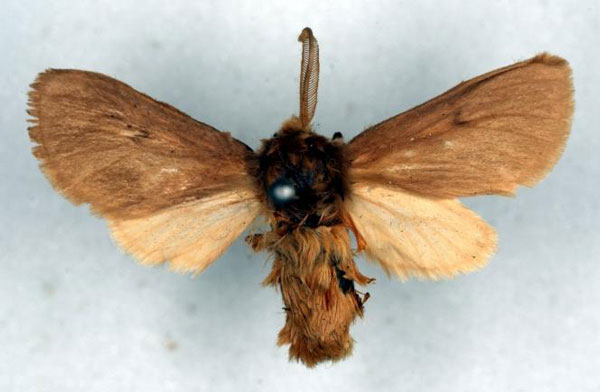 /filer/webapps/moths/media/images/S/subpallens_Metarctia_PT_RMCA_01.jpg