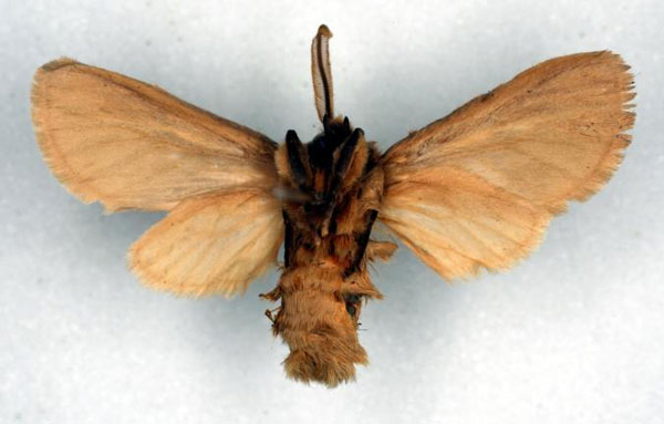 /filer/webapps/moths/media/images/S/subpallens_Metarctia_PT_RMCA_02.jpg