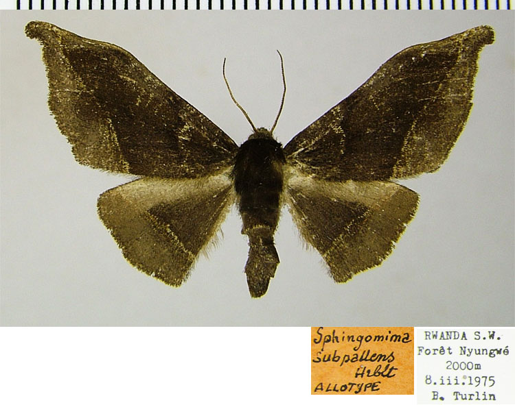 /filer/webapps/moths/media/images/S/subpallens_Sphingomima_AT_ZSM.jpg