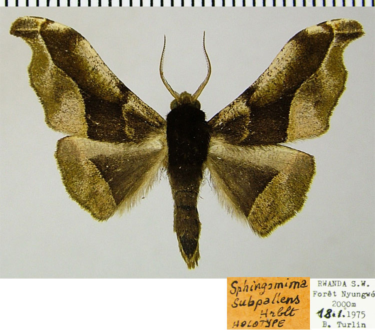 /filer/webapps/moths/media/images/S/subpallens_Sphingomima_HT_ZSMa.jpg