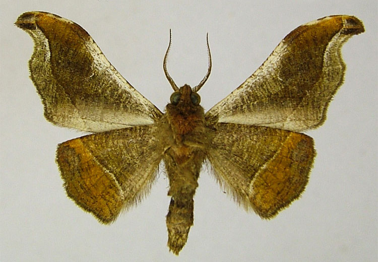 /filer/webapps/moths/media/images/S/subpallens_Sphingomima_HT_ZSMb.jpg