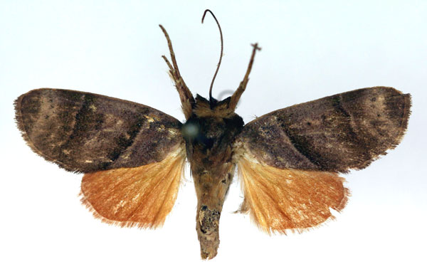 /filer/webapps/moths/media/images/S/subparalella_Aiteta_HT_RMCA_03.jpg