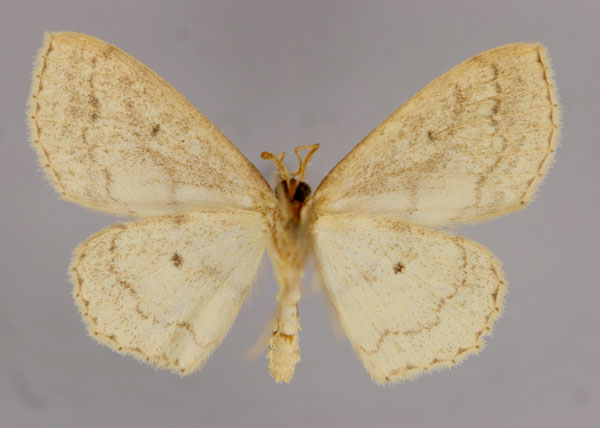/filer/webapps/moths/media/images/S/subpectinata_Scopula_A_ZSM_02.jpg