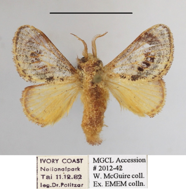 /filer/webapps/moths/media/images/S/subpellucens_Sporetolepis_A_MGCLa_01.JPG
