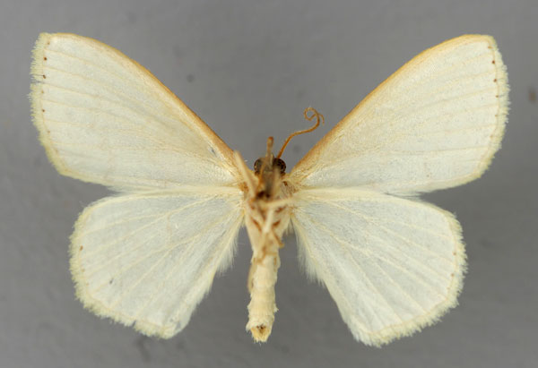 /filer/webapps/moths/media/images/S/subperlaria_Scopula_A_ZSM_02.jpg