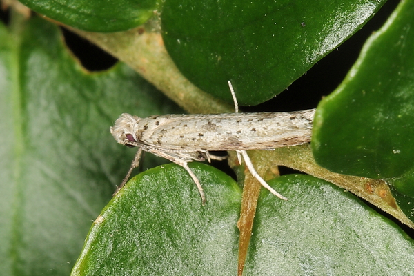 /filer/webapps/moths/media/images/S/subplumbella_Yponomeuta__A_Heyns_01.JPG