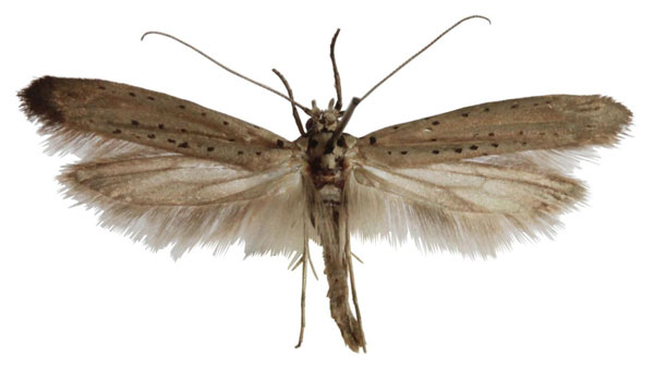 /filer/webapps/moths/media/images/S/subplumbellus_Yponomeuta_AM_Agassiz.jpg