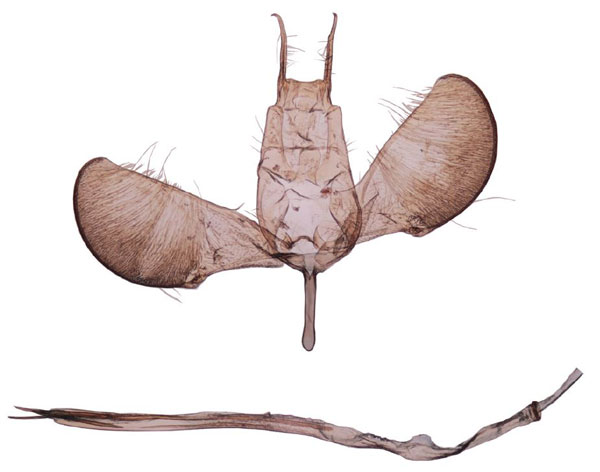 /filer/webapps/moths/media/images/S/subplumbellus_Yponomeuta_GM_BMNH_28364.jpg