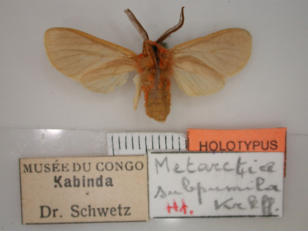 /filer/webapps/moths/media/images/S/subpumila_Metarctia_HT_RMCA_02.jpg