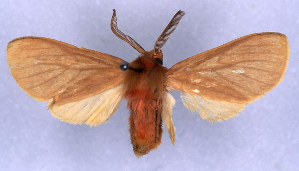 /filer/webapps/moths/media/images/S/subpumila_Metarctia_HT_RMCA_03.jpg