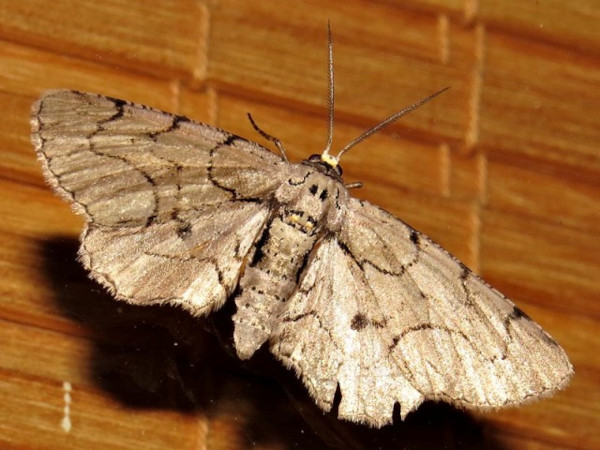 /filer/webapps/moths/media/images/S/subpunctata_Eulycia_A_Braun.jpg