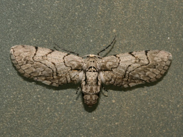 /filer/webapps/moths/media/images/S/subpunctata_Eulycia_A_Roland.jpg