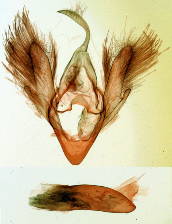 /filer/webapps/moths/media/images/S/subpurpurascens_Paralephana_GMHT_MNHN_2730.jpg