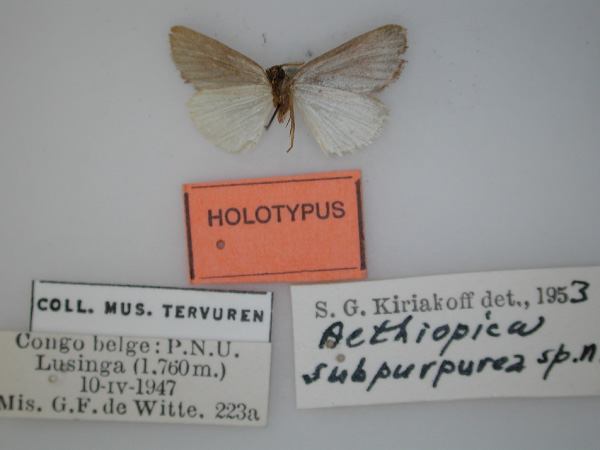 /filer/webapps/moths/media/images/S/subpurpurea_Ethiopica_HT_RMCA_02.jpg