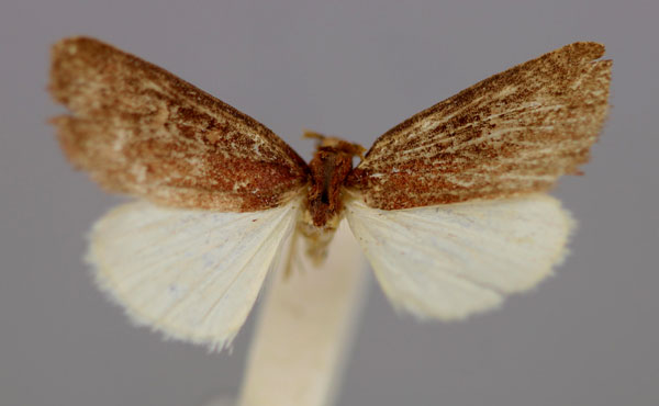 /filer/webapps/moths/media/images/S/subpurpurea_Ethiopica_HT_RMCA_03.jpg