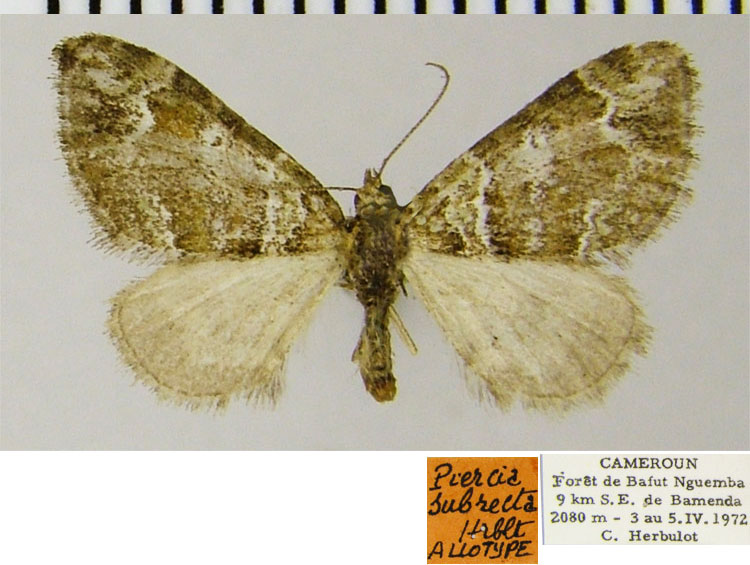 /filer/webapps/moths/media/images/S/subrecta_Piercia_AT_ZSM.jpg