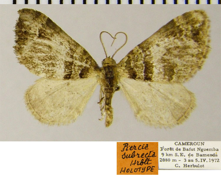 /filer/webapps/moths/media/images/S/subrecta_Piercia_HT_ZSMa.jpg