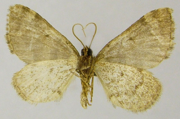 /filer/webapps/moths/media/images/S/subrecta_Piercia_HT_ZSMb.jpg