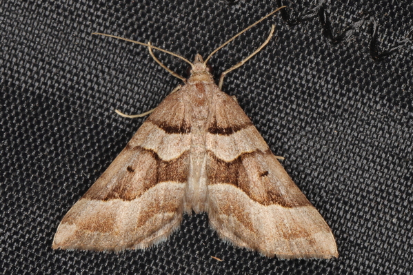 /filer/webapps/moths/media/images/S/subrectaria_Parortholitha_A_Heyns_01.JPG