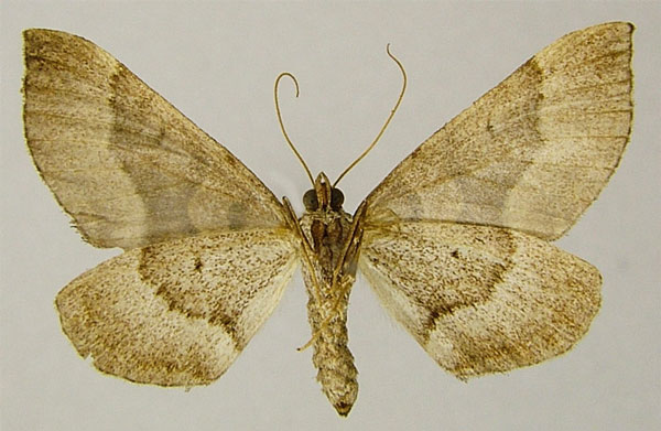 /filer/webapps/moths/media/images/S/subrectiaria_Parortholitha_AF_ZSMb.jpg