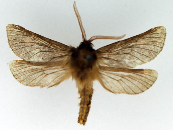 /filer/webapps/moths/media/images/S/subrimosa_Gorgopis_AM_TMSA_02.jpg
