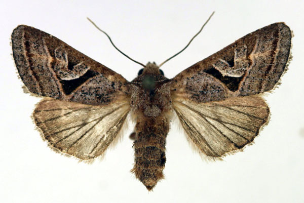 /filer/webapps/moths/media/images/S/subrosacea_Conservula_AF_Aulombard.jpg