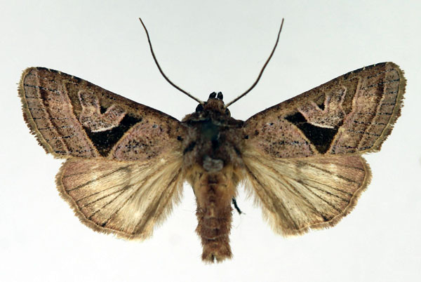 /filer/webapps/moths/media/images/S/subrosacea_Conservula_AM_Aulombard.jpg