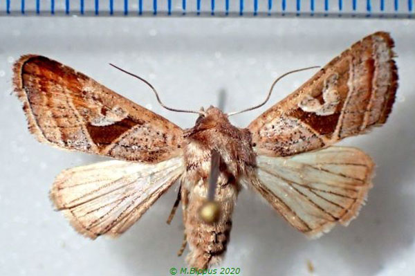 /filer/webapps/moths/media/images/S/subrosacea_Conservula_A_Bippus.jpg