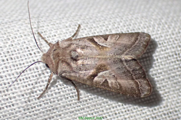 /filer/webapps/moths/media/images/S/subrosacea_Conservula_A_Bippusb.jpg