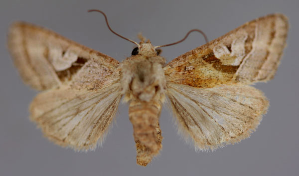 /filer/webapps/moths/media/images/S/subrosacea_Conservula_A_RMCA_01.jpg