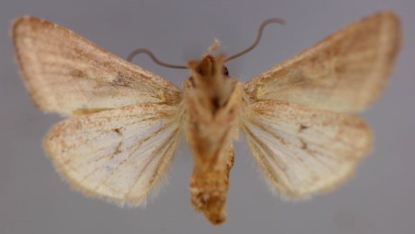 /filer/webapps/moths/media/images/S/subrosacea_Conservula_A_RMCA_02.jpg