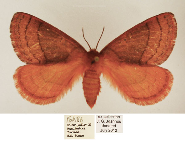 /filer/webapps/moths/media/images/S/subrosea_Hemijana_AF_TMSA_01.jpg