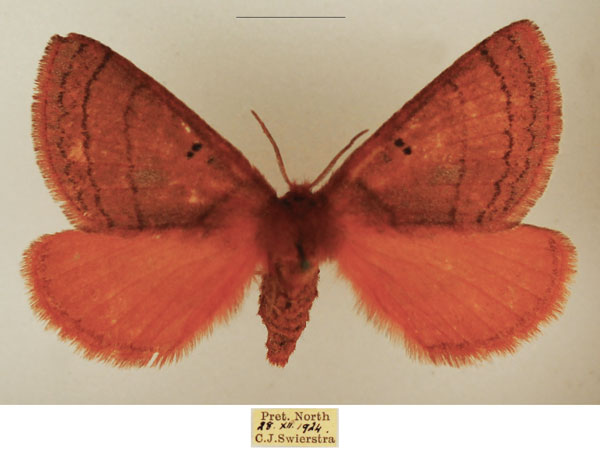 /filer/webapps/moths/media/images/S/subrosea_Hemijana_AF_TMSA_02.jpg