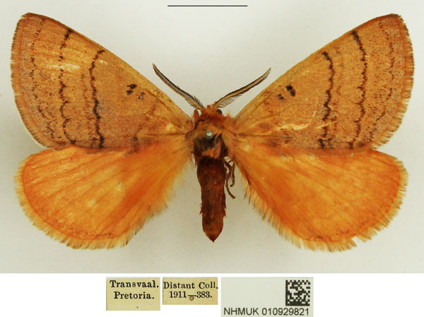 /filer/webapps/moths/media/images/S/subrosea_Hemijana_AM_NHMUK.jpg