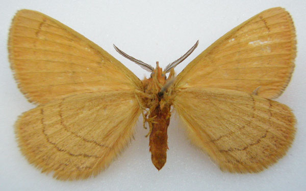 /filer/webapps/moths/media/images/S/subrosea_Hemijana_AM_NHMUKb.jpg