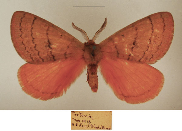 /filer/webapps/moths/media/images/S/subrosea_Hemijana_AM_TMSA_01.jpg