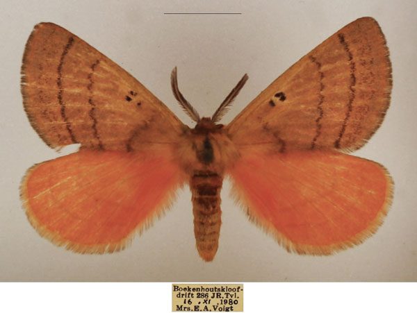 /filer/webapps/moths/media/images/S/subrosea_Hemijana_AM_TMSA_02.jpg