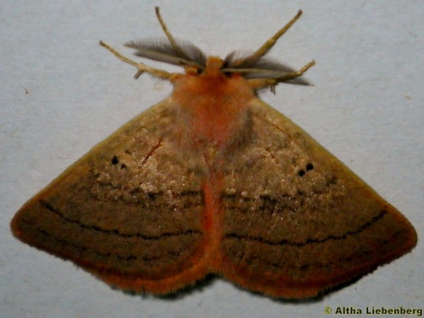 /filer/webapps/moths/media/images/S/subrosea_Hemijana_A_Liebenberg.jpg