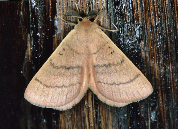 /filer/webapps/moths/media/images/S/subrosea_Hemijana_A_Roland_09.jpg
