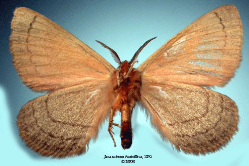 /filer/webapps/moths/media/images/S/subrosea_Jana_HT_SNHMb.jpg