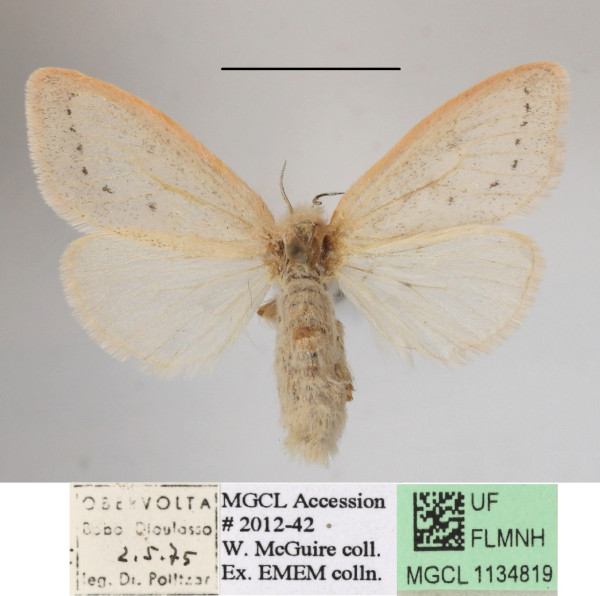 /filer/webapps/moths/media/images/S/subrosea_Laelia_AF_MGCLa_02.JPG