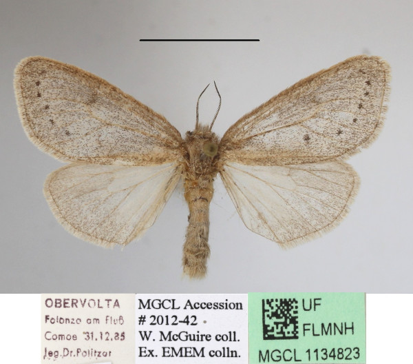 /filer/webapps/moths/media/images/S/subrosea_Laelia_AF_MGCLa_03.JPG