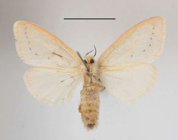 /filer/webapps/moths/media/images/S/subrosea_Laelia_AF_MGCLb_02.JPG