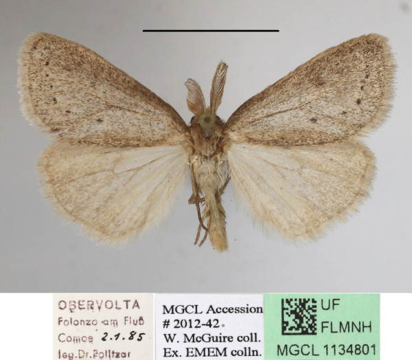/filer/webapps/moths/media/images/S/subrosea_Laelia_AM_MGCLa_01.JPG